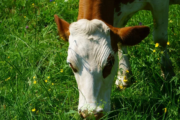 Primer plano de una vaca lechera en un pasto —  Fotos de Stock