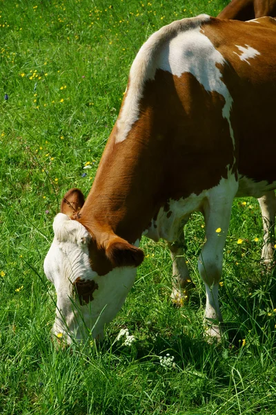 Närbild på en mjölkproducerande ko på fäbod — Stockfoto