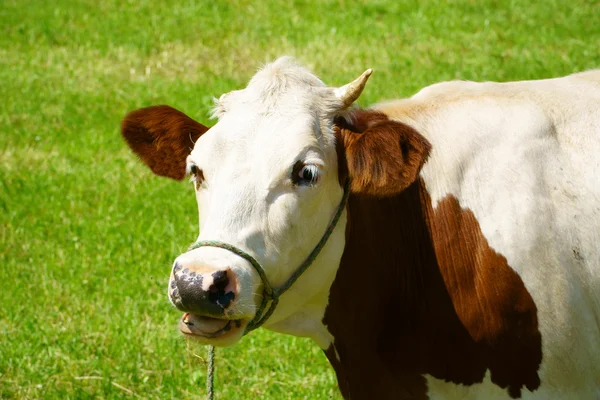 Närbild på en mjölkproducerande ko på en betesmark — Stockfoto