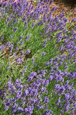 Fragrant lavender in summer
