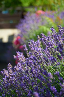 Fragrant lavender in summer