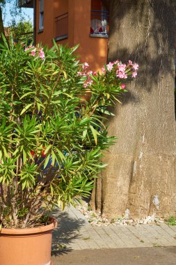 Oleander in a flowerpot