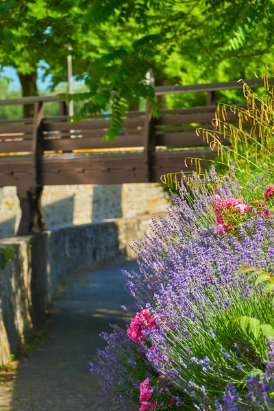 Lavendel och rosor på en trädgårdsmur — Stockfoto