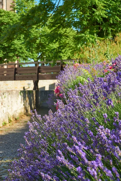 Lavendel en rozen op de muur in een tuin — Stockfoto