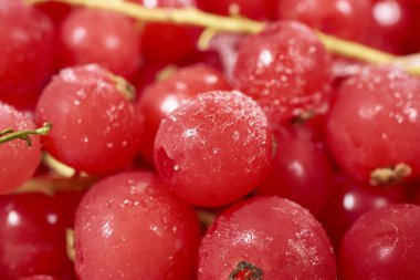 Arka plandan donmuş kuş üzümü