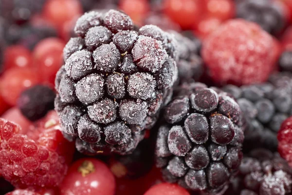 一个冻结黑莓的宏观镜头 — 图库照片