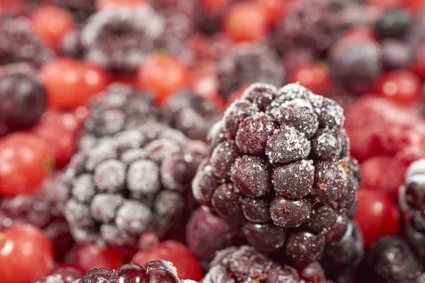 一个冻结黑莓的宏观镜头 — 图库照片