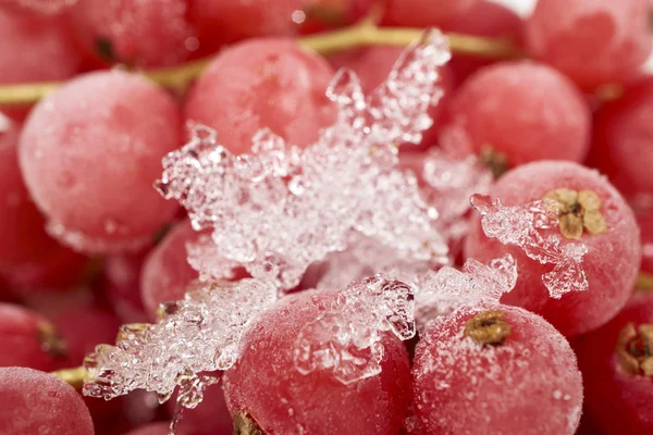 Fondo di ribes congelato — Foto Stock