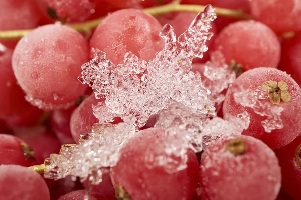 Hintergrund aus gefrorenen Johannisbeeren — Stockfoto