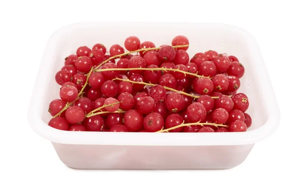 Frozen currants in white plastic box — 스톡 사진