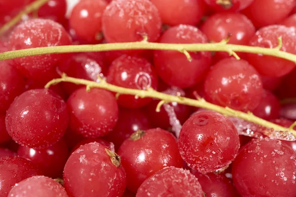 Background from frozen currants — Stock Photo, Image