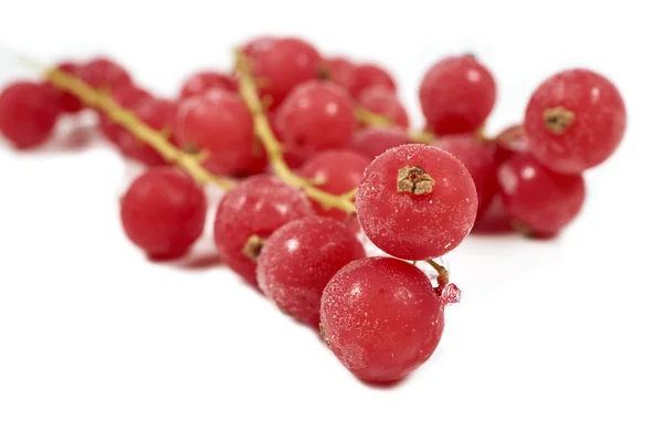 Frozen currants with stems on a white — Stock Photo, Image