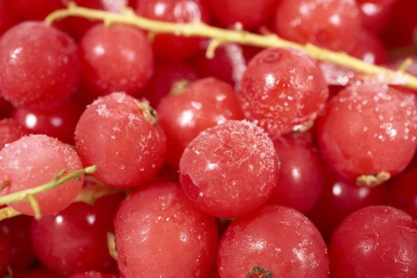 Hintergrund aus gefrorenen Johannisbeeren — Stockfoto