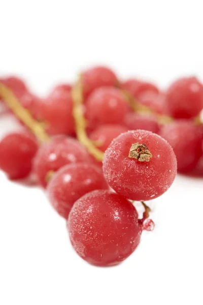 Frozen currants with stems on a white — Stock Photo, Image