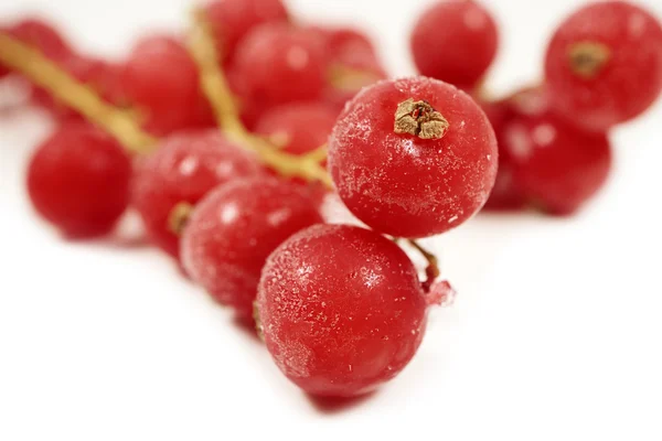 Frozen currants with stems on a white — ストック写真