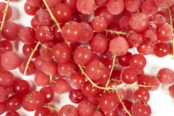 Gefrorene Johannisbeeren mit Stielen — Stockfoto