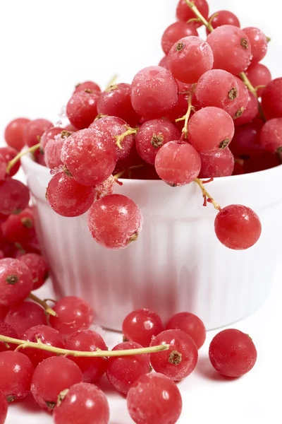 Currants, frozen in white bowl — Stockfoto