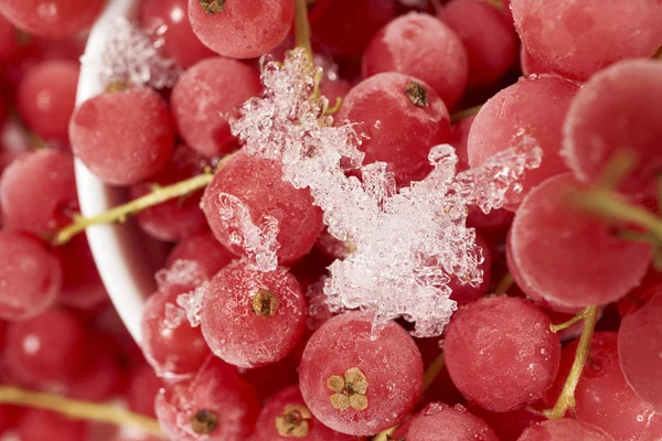 Bakgrund från frysta vinbär — Stockfoto