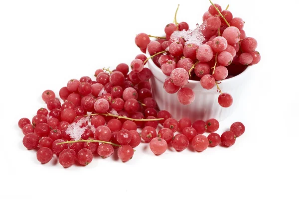 Johannisbeeren mit Stielen, gefroren in weißen Schüssel — Stockfoto