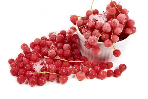 Currants with stems, frozen in white bowl — Stockfoto