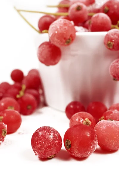 Currants with stems, frozen in white bowl — 图库照片