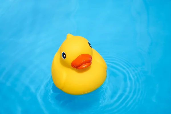 Pato de borracha amarelo na piscina — Fotografia de Stock