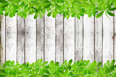 Tatlı woodruff çerçevesinden bırakır