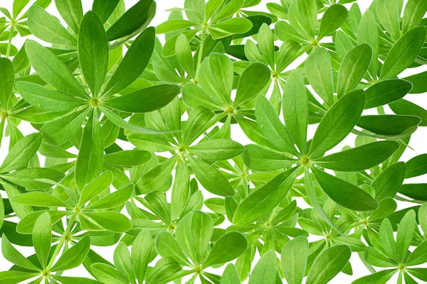 Woodruff leaves as a background — Stock Photo, Image