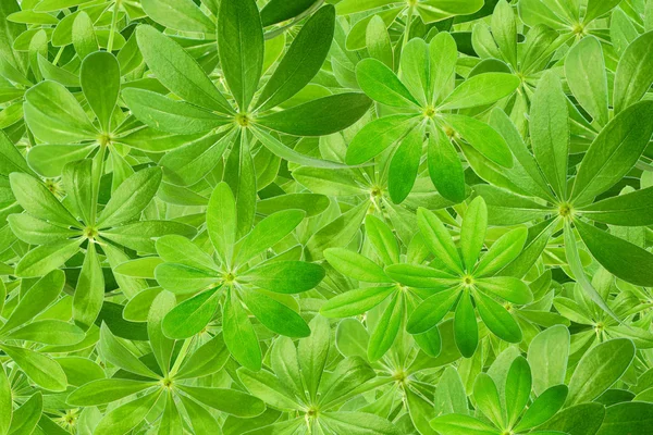 Woodruff blad som bakgrund — Stockfoto