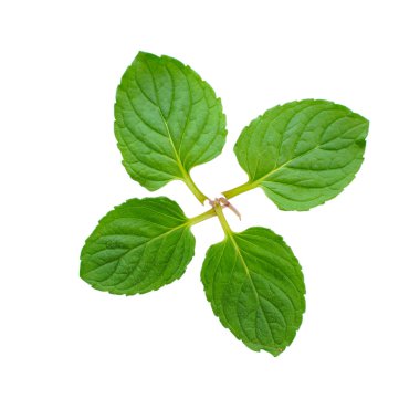 Beyaz üzerinde taze nane yaprakları