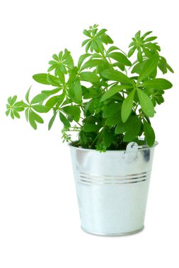 Woodruff bitki ile metal bir kova