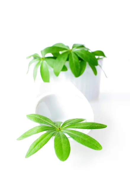 Sweet woodruff leaves in a white porcelain dish — Stock Photo, Image