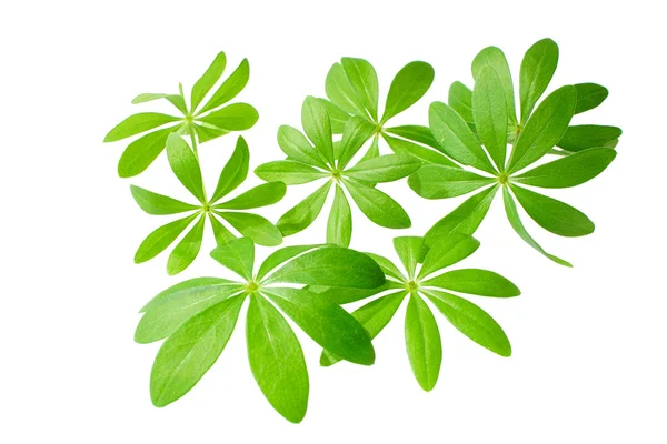 Sweet woodruff voor witte achtergrond — Stockfoto