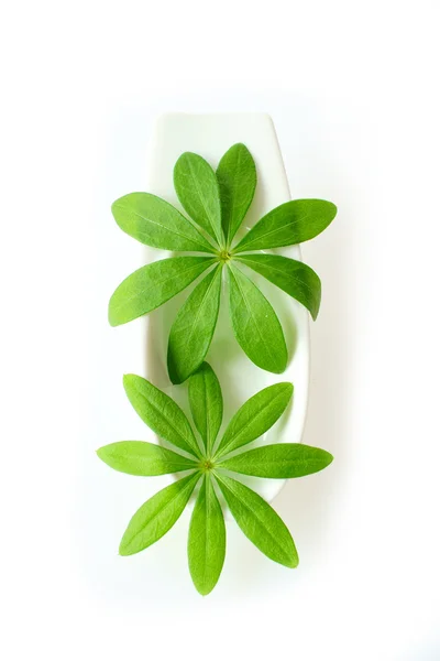 Sweet woodruff laat in een witte porseleinen schaal — Stockfoto