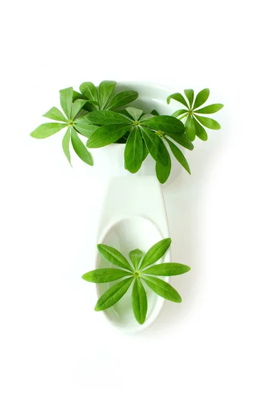 Sweet woodruff leaves in a white porcelain dish — Stock Photo, Image