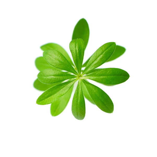 Makro skott Sweet woodruff blad — Stockfoto