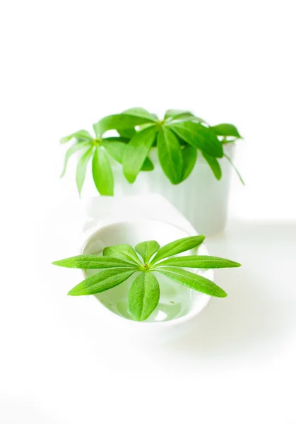 Sweet woodruff leaves in a white porcelain dish — Stock Photo, Image