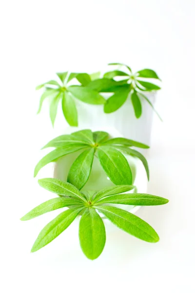 Sweet woodruff leaves in a white porcelain dish — Stock Photo, Image