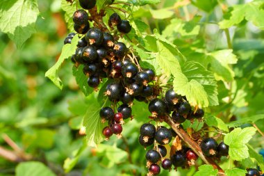 Olgun kuş üzümü ile şube