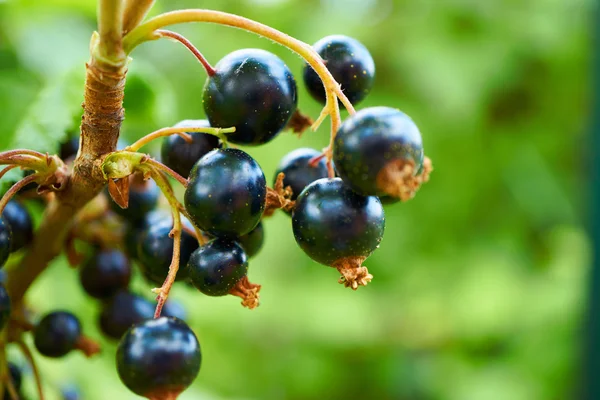 Zwarte aalbessen in de tuin — Stockfoto