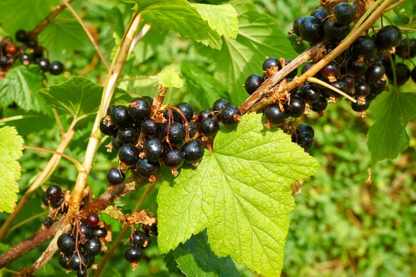 Branch full with black ripe currants — Stock Photo, Image