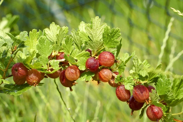 Stachelbeeren mit Wassertropfen bedeckt — Stockfoto