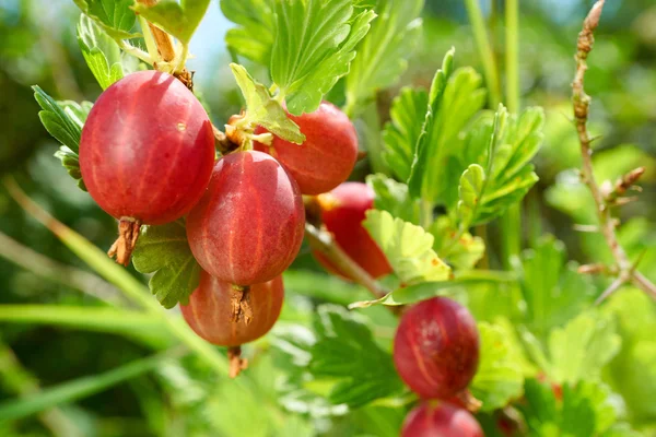 Macro of gooseberries fruits — Stock Photo, Image