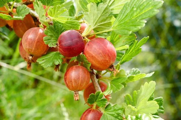 Reife Stachelbeeren im Garten — Stockfoto