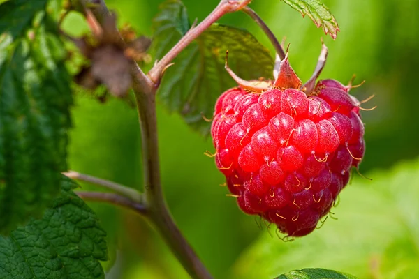 Macro of Ripe red raspberry — Stock Photo, Image