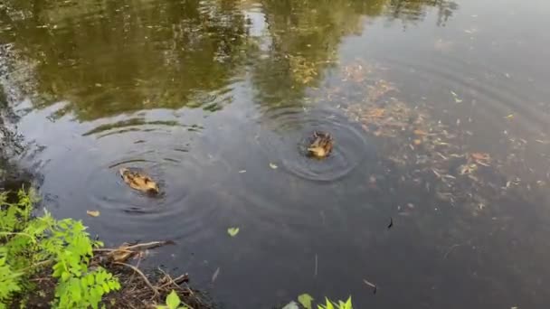 Eenden Zoek Naar Voedsel Een Moerassig Meer Kiev Regio Oekraïne — Stockvideo