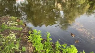 Ördekler Ukrayna 'nın Kyiv bölgesinde bir gölde yiyecek arıyorlar. 22 Haziran 2021.