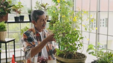 Tarım konsepti. Emekli bir Asyalı serada bonsai ağacını buduyor. 4k Çözünürlüğü.