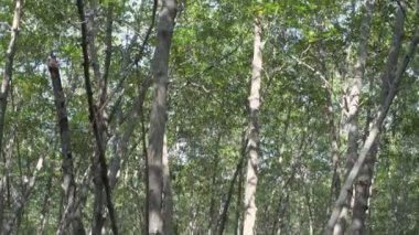 4k Çözünürlüğün Doğa Görüşü. Gündüz mangrov ormanında yürürken manzara..