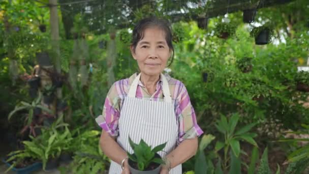 4K解像度の農業概念 アジアの老婦人は木を持って幸せ — ストック動画